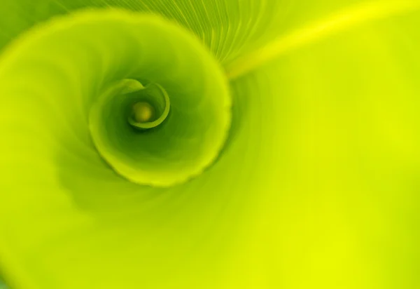 Зеленый лист абстрактный фон Лицензионные Стоковые Фото
