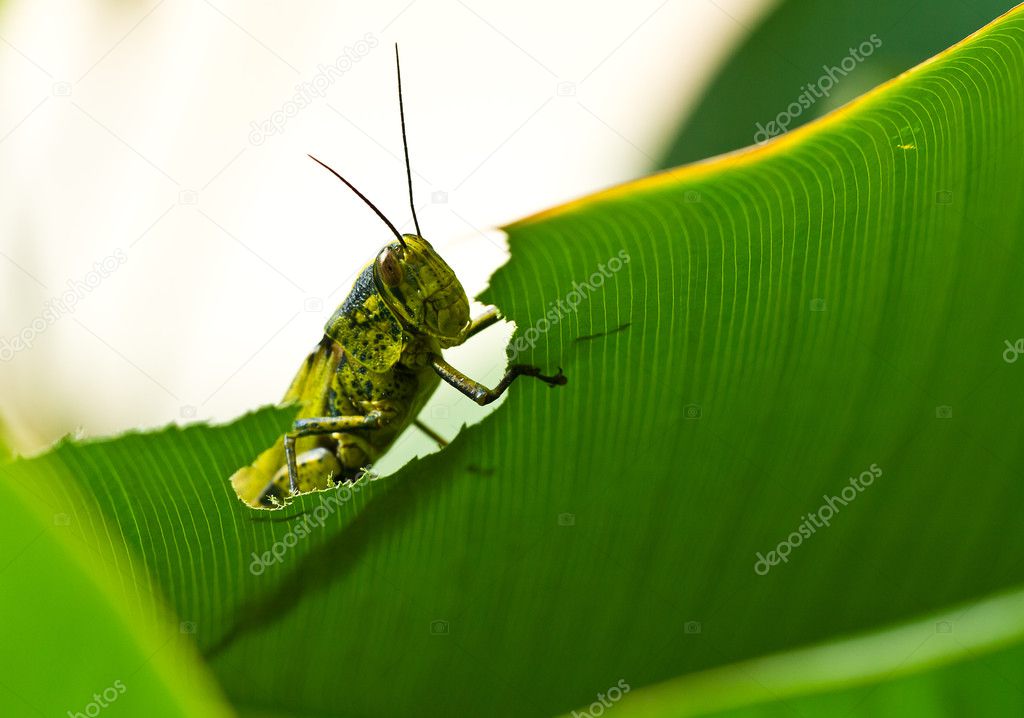 Grasshoppe Peeking