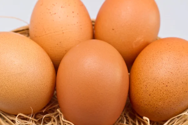 A fehér tojás — Stock Fotó