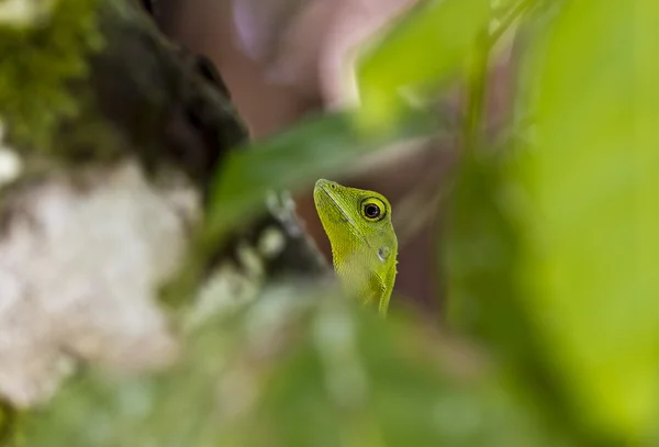 緑のトカゲがピーク — ストック写真