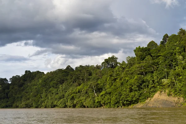 Floresta tropical junto ao rio — Fotografia de Stock