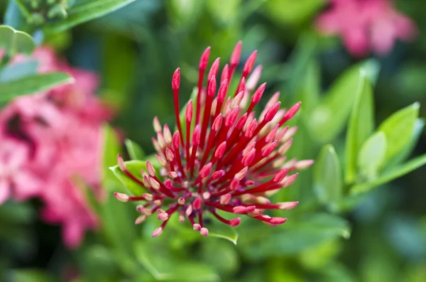 Ixora Flower Buds — Stock Photo, Image