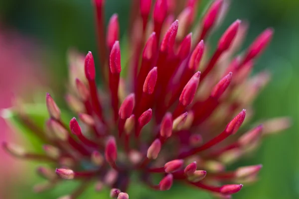 Ixora flor brotes primer plano — Foto de Stock