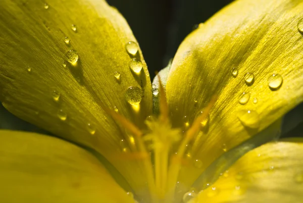 Droplets on Flower Petals — Stock Photo, Image