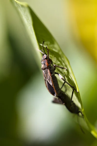 Bugs accoppiamento su foglia — Foto Stock