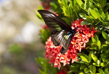 Butterfly on Ixora Flower