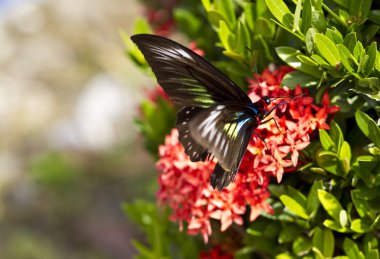 Butterfly on Ixora Flower clipart