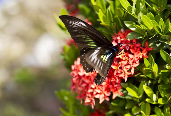 Mariposa en flor de ixora — Foto de Stock
