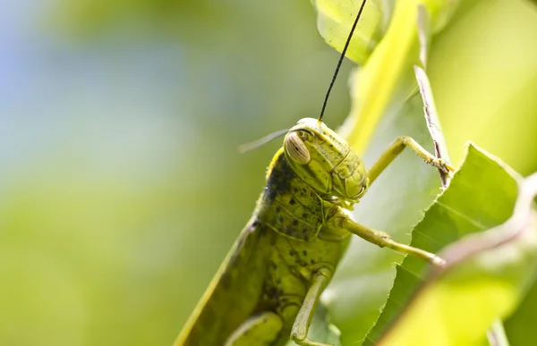 Grasshopper Ritratto — Foto Stock