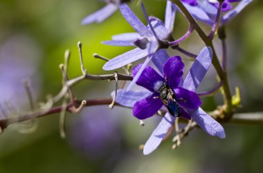 eşek arısı ve mor çiçekler