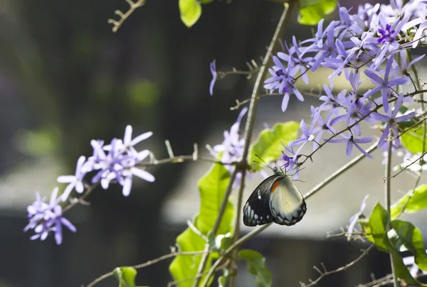 Бабочка и фиолетовые цветы — стоковое фото
