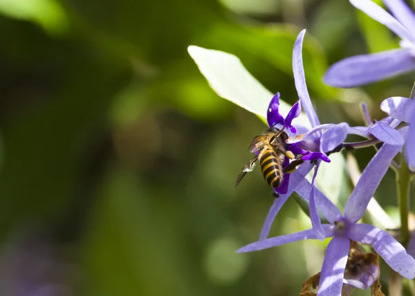 보라색 꽃에 바쁜 꿀벌 — 스톡 사진