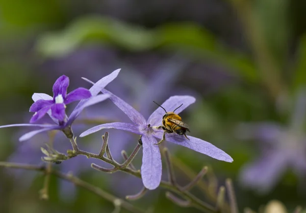 Бджола ззаду — стокове фото
