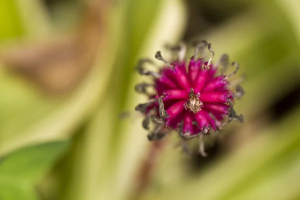 Спичечный цветок — стоковое фото