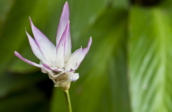 Flor púrpura Fondo verde — Foto de Stock