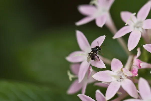 보라색 꽃과 Stingless 꿀벌 — 스톡 사진