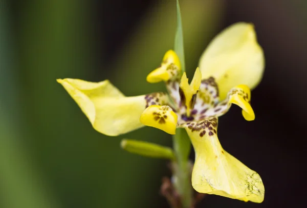 Sarı Orkide — Stok fotoğraf