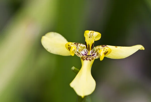 Žlutá orchidej zblízka — Stock fotografie