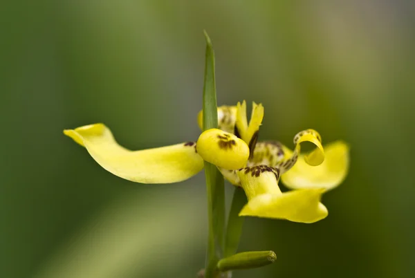 Orquídea amarilla Fondo verde — Foto de Stock