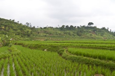 Genç paddy Teras