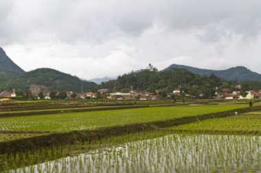 Genç paddy Teras