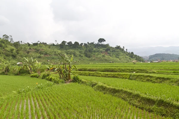 Campo de arroz por el lado de la colina — Foto de Stock