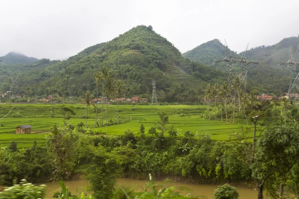 Campo de arroz junto a la montaña — Foto de Stock