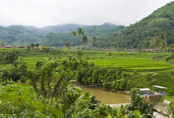 Paddy Field By The Mountain — Stock Photo, Image