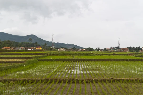 Joven arrozal en filas — Foto de Stock
