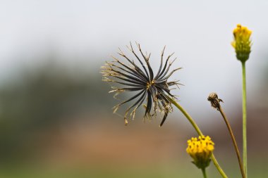 Tarladaki sarı çiçek.