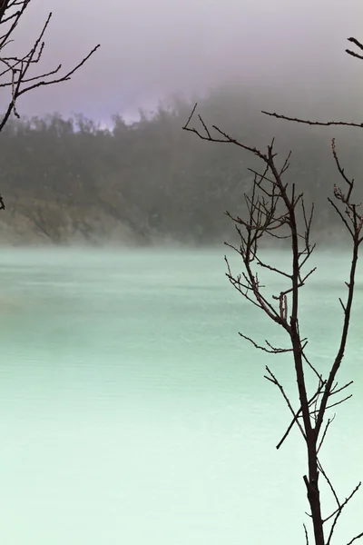 Гілка дерева і Туманний озеро — стокове фото