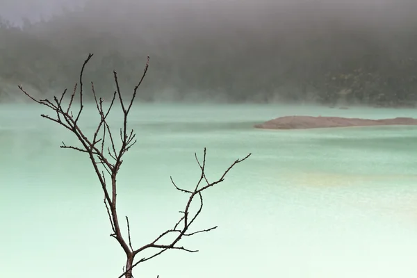 Fogy lake en tree branch — Stockfoto