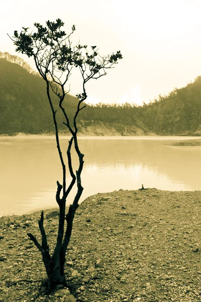 Silhouette dell'albero e lago — Foto Stock