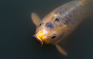 Yellow Koi Fish clipart