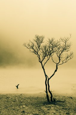 ağaç ve sisli yüzey