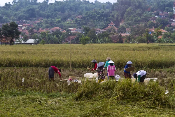 stock image Harvesting Paddy