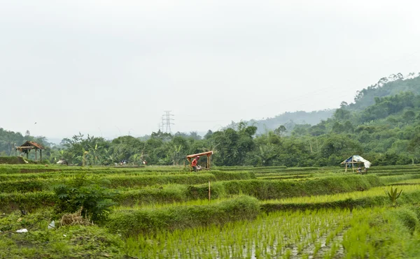 Terrasse du champ de riz — Photo