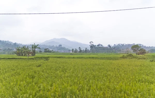Drogowa ryżowe pole — Zdjęcie stockowe