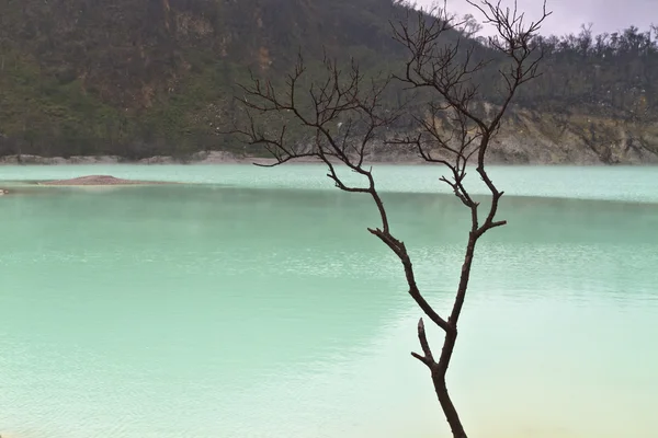 湖のほとりに木の枝 — ストック写真