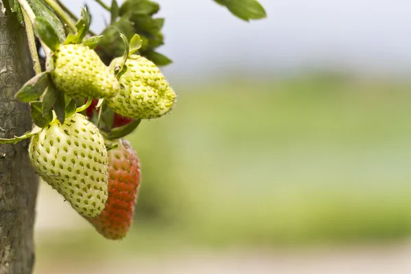젊은 딸기 — 스톡 사진