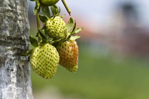 stock image Young Strawberries