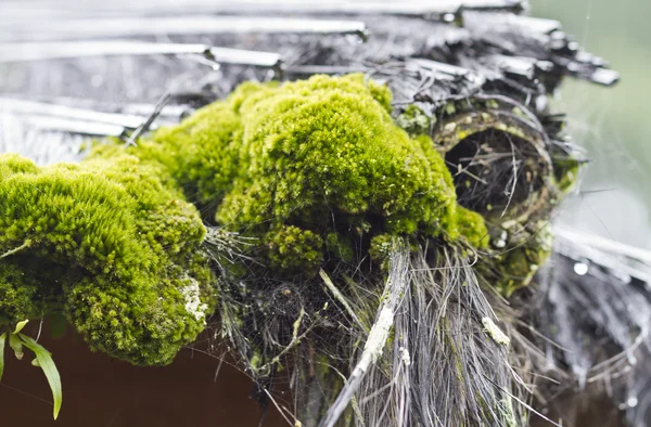 Moss en stro dak close-up — Stockfoto
