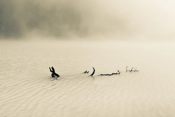 霧の湖で流木 — ストック写真