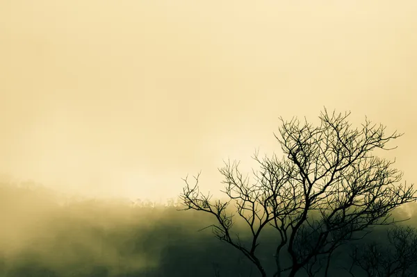Drzewo gałąź i mglisty poranek — Zdjęcie stockowe