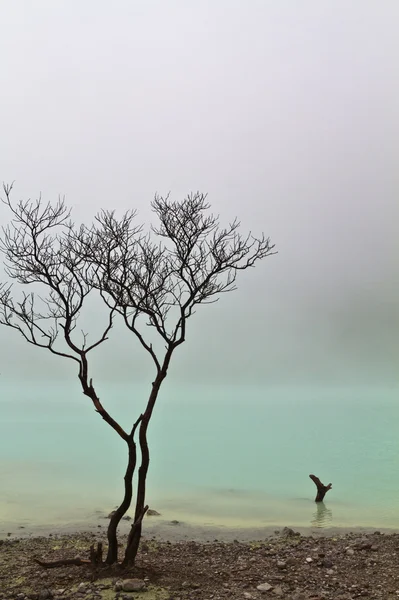 木と緑の湖 — ストック写真