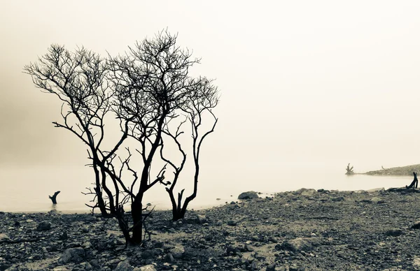 穏やかな湖や枯れ木 — ストック写真