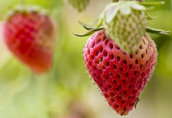 stock image Ripe Strawberry