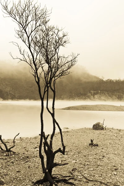 死んだ木と火山の噴火口 — ストック写真