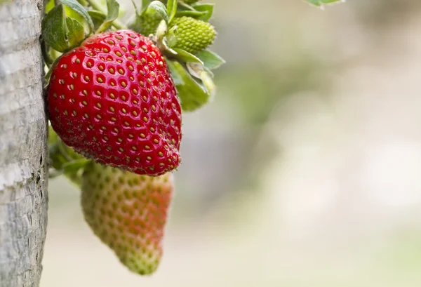 Strawberry närbild Stockbild