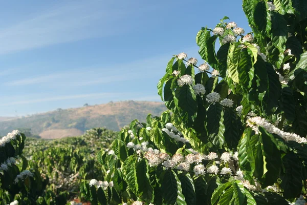 Plantação de café florescente — Fotografia de Stock